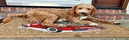 Mini Goldendoodle dogs for sale: Mini Goldendoodle Peach - Ad 4