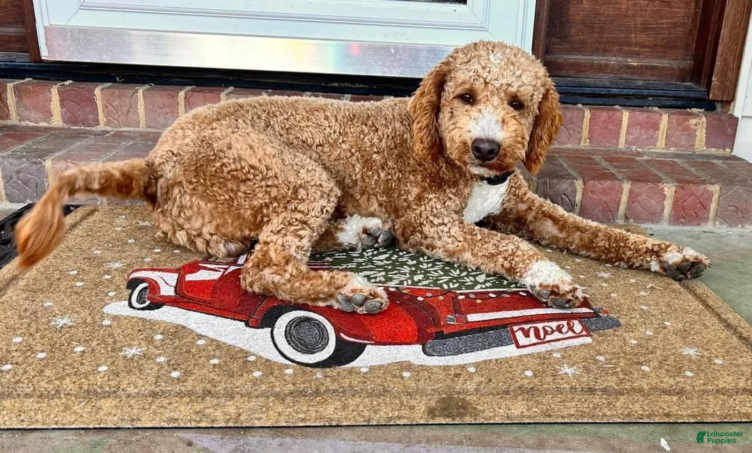 Mini Goldendoodle dogs for sale: Mini Goldendoodle Peach - Ad 4