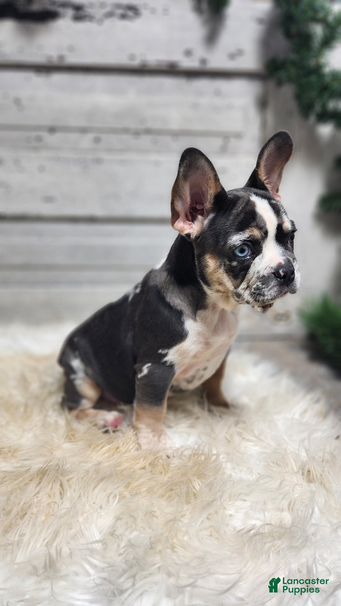 French Bulldog dogs for sale: Luna - Ad 1