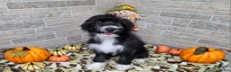Mini Aussiedoodle dogs for sale: F1 Kiwi - Ad 3