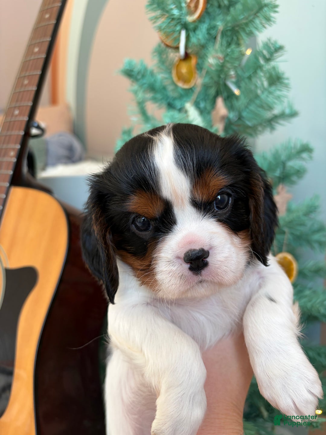 Cavalier King Charles Spaniel dogs for sale: Charlie - Ad 1