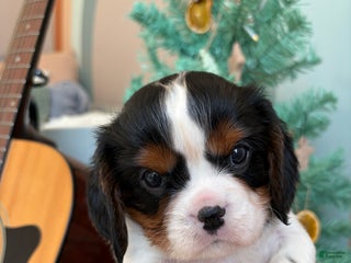 Cavalier King Charles Spaniel dogs Charlie - Ad 17