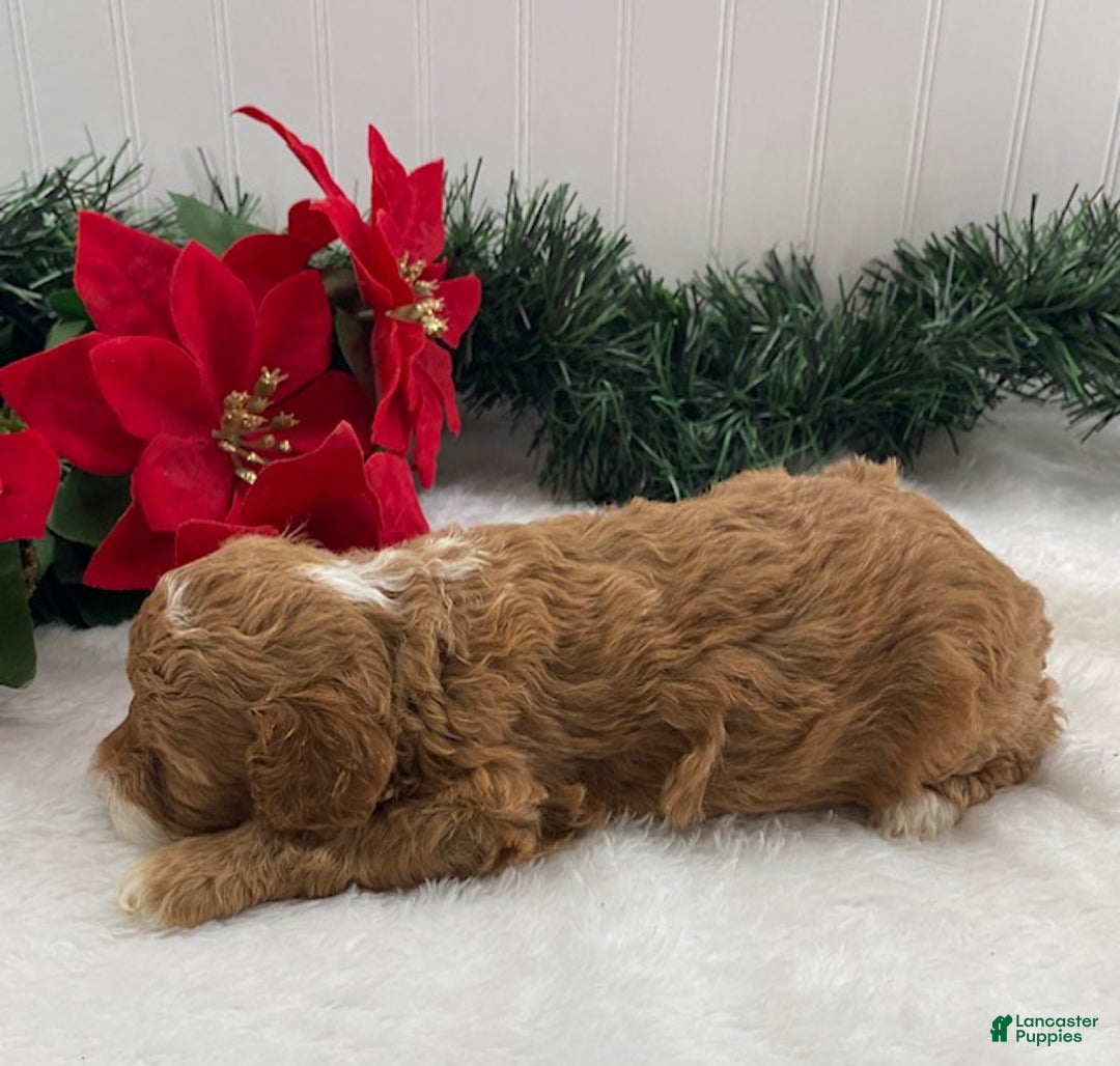 Cavapoo dogs for sale: Sugar - Ad 6