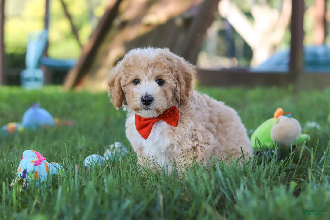 Bichpoo dogs for sale: Scout - Ad 2