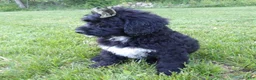 Bernedoodle dogs for sale: Joey - Ad 3