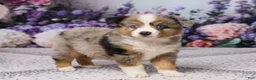 Miniature Australian Shepherd dogs for sale: Ronnie - Ad 4