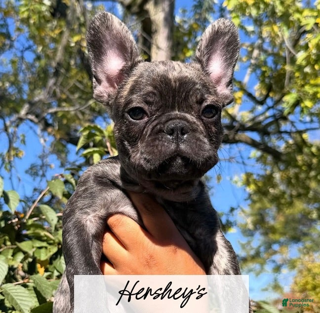 French Bulldog dogs for sale: Hershey's - Ad 35