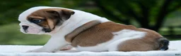 English Bulldog dogs for sale: George - Ad 5