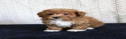 Toy Poodle dogs for sale: Scout - Ad 4