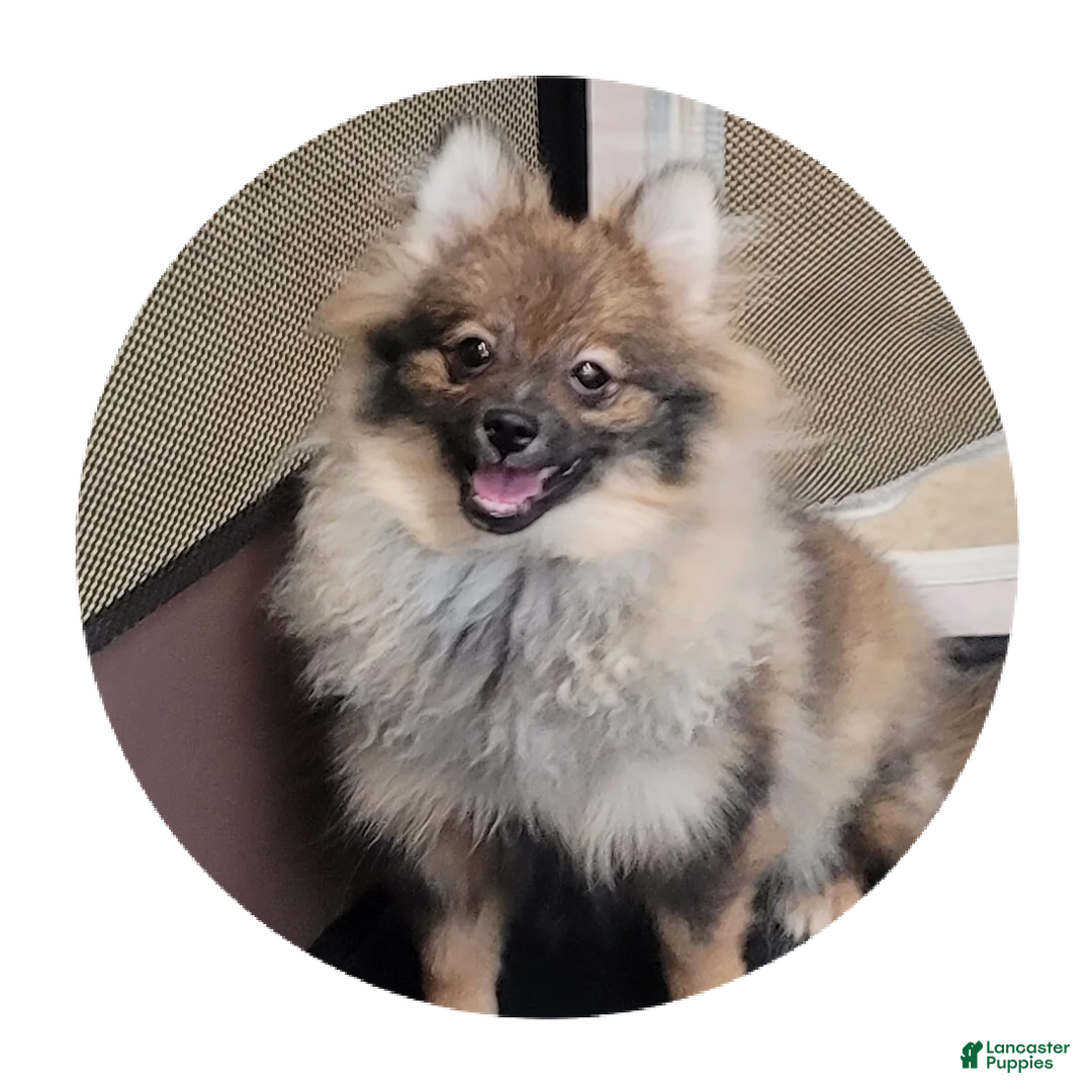 Pomeranian dogs for sale: Sophia - Ad 2