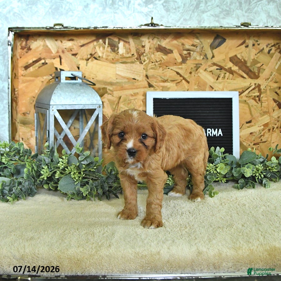 Cavapoo dogs Carma - Ad 2