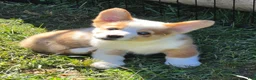 Welsh Corgi Pembroke dogs for sale: Beautiful Bentley  - Ad 8