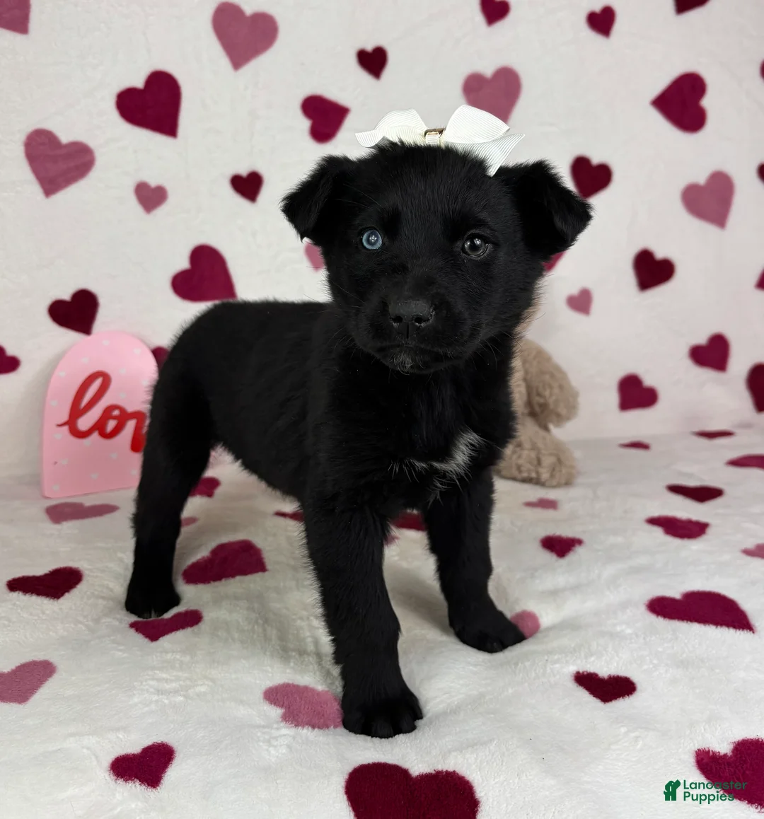 Mixed Breed dogs for sale: Charlotte  - Ad 5