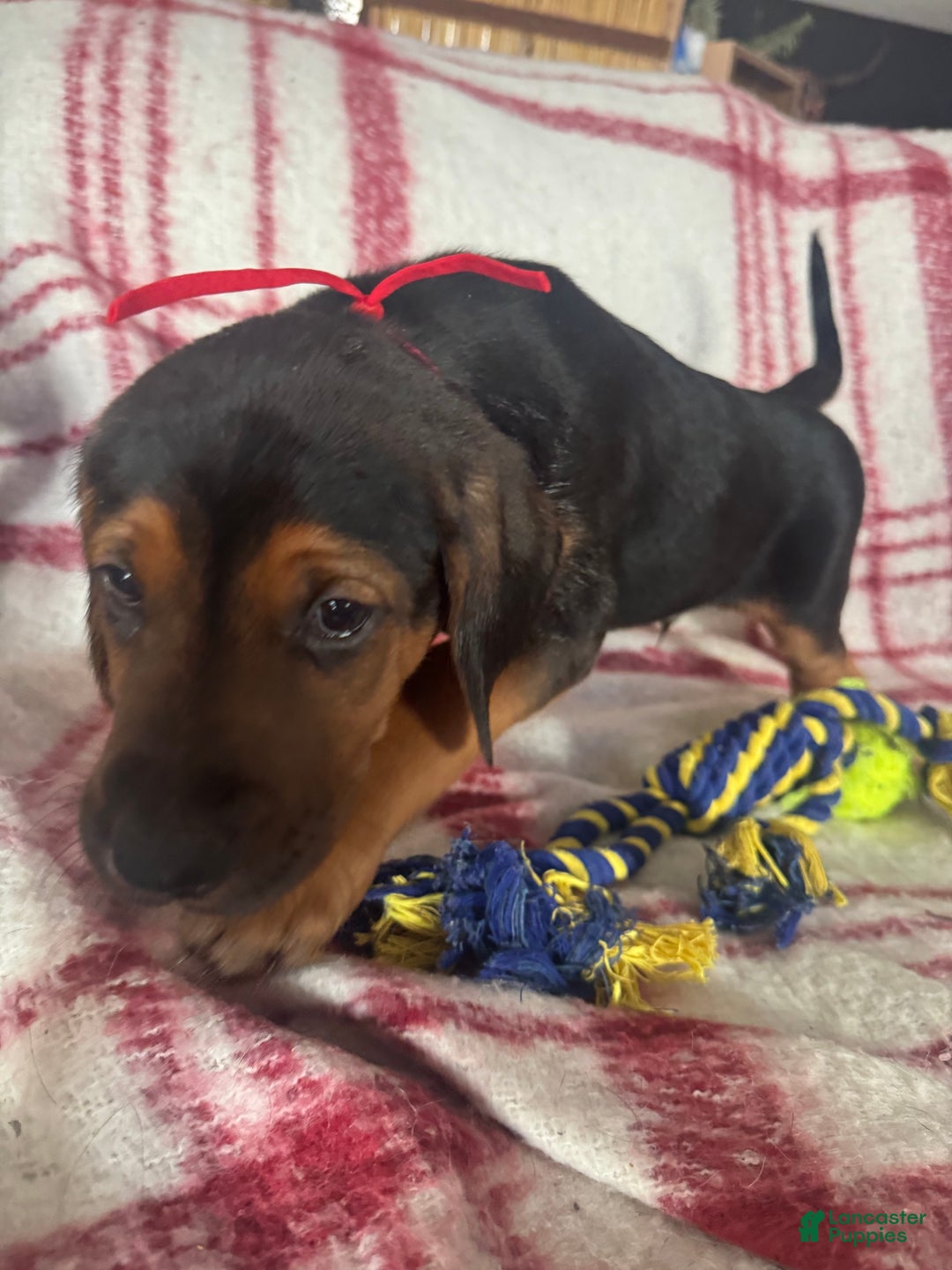 Mixed Breed dogs for sale: Mixed Breed Puppy 4 - Ad 10