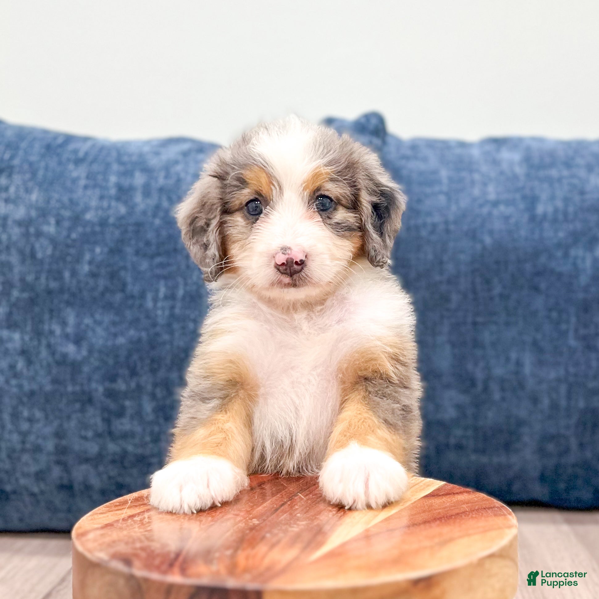 Mini Bernedoodle dogs Bella - Ad 2
