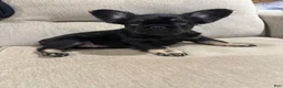 French Bulldog dogs for sale: French Bulldog 3 - Ad 3