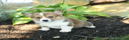 Welsh Corgi Pembroke dogs for sale: Cracker - Ad 3
