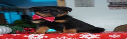 Rottweiler dogs for sale: Rambo - Ad 5