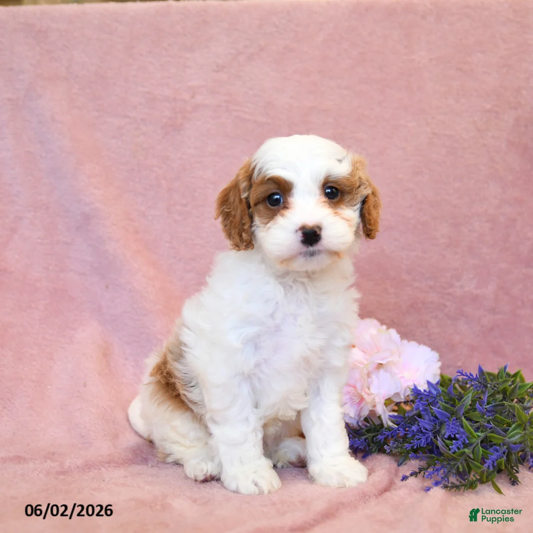 Cavapoo dogs for sale: Fancy - Ad 1