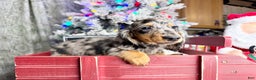 Dachshund dogs for sale: Ch Harriet LH dappleAkc - Ad 18