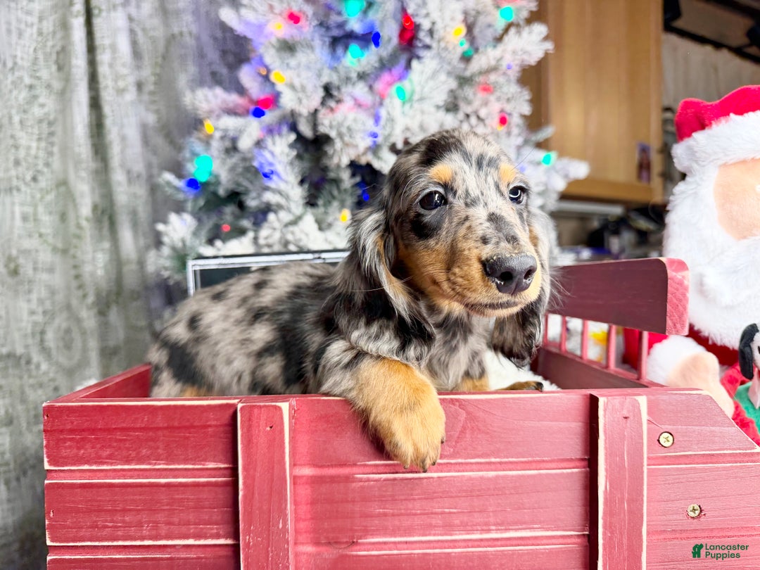 Dachshund dogs for sale: Ch Harriet LH dappleAkc - Ad 18
