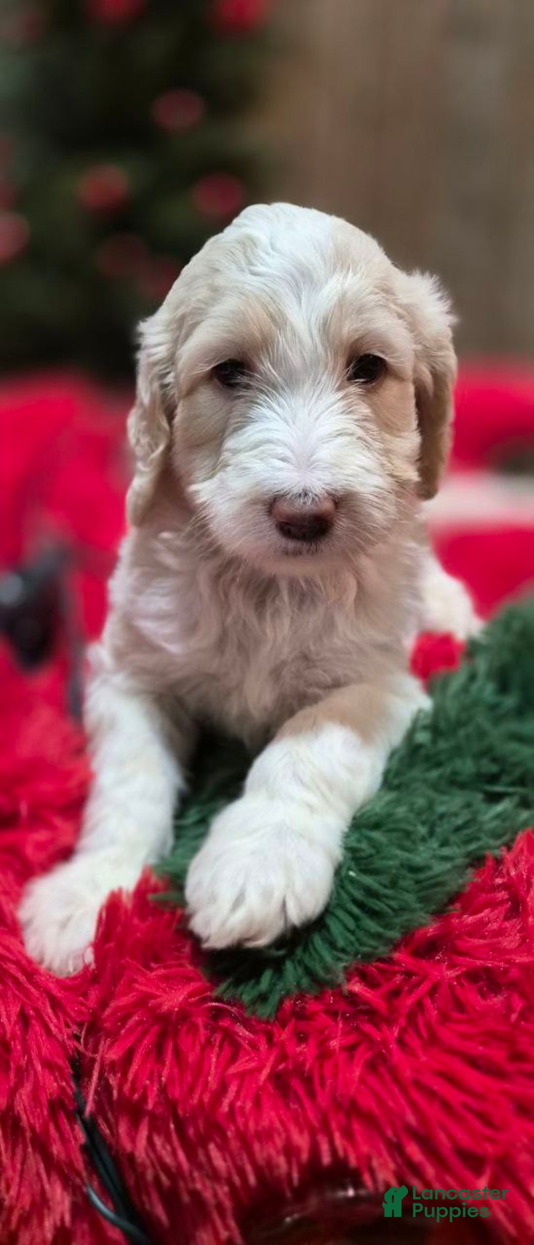 Goldendoodle dogs for sale: BELL - Ad 1