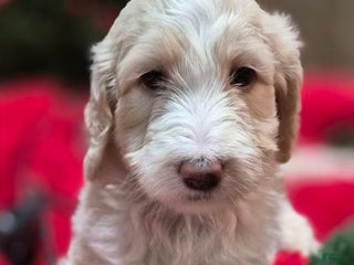 Goldendoodle dogs BELL - Ad 21