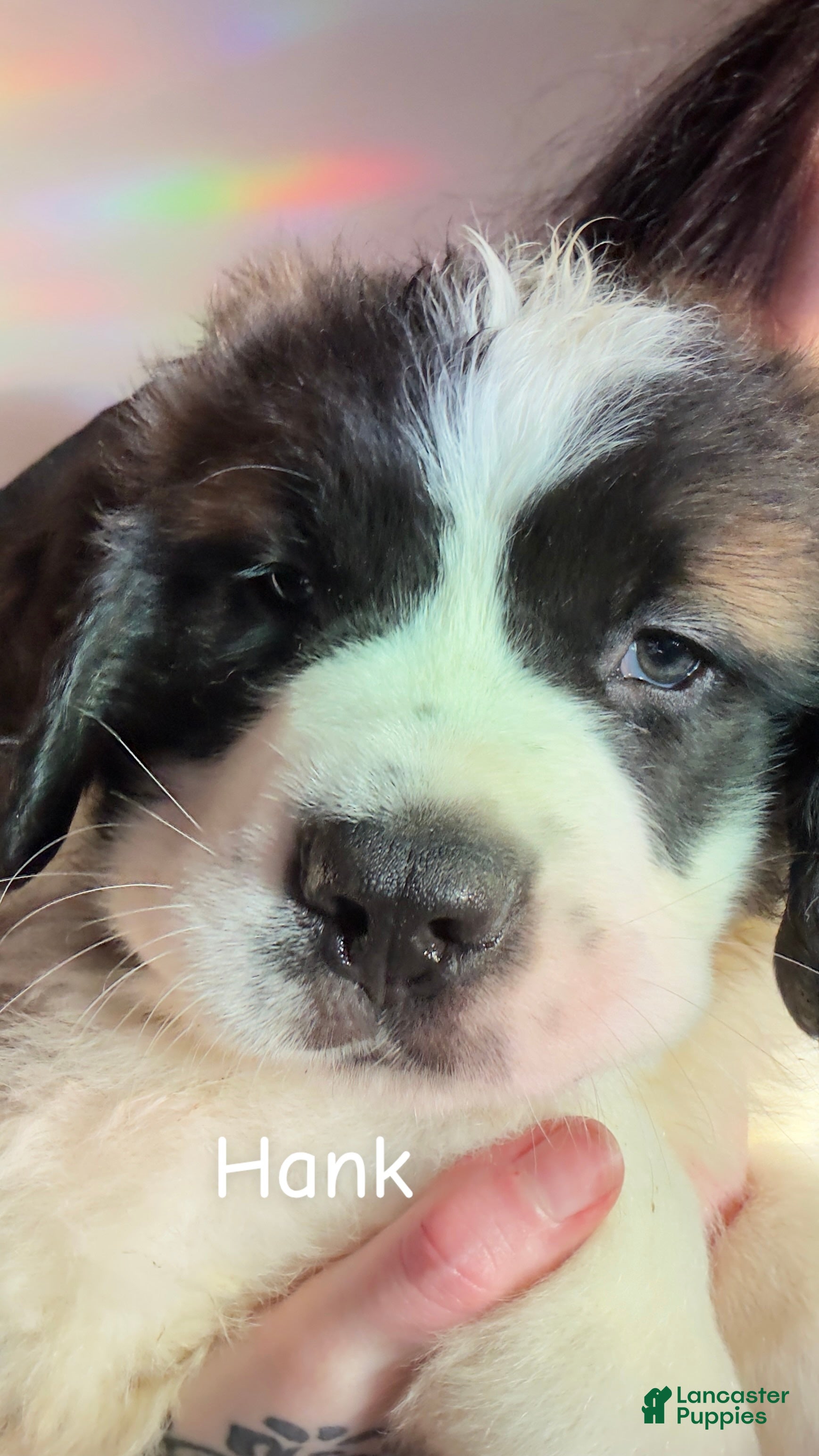 Saint Bernard dogs Hank  - Ad 1