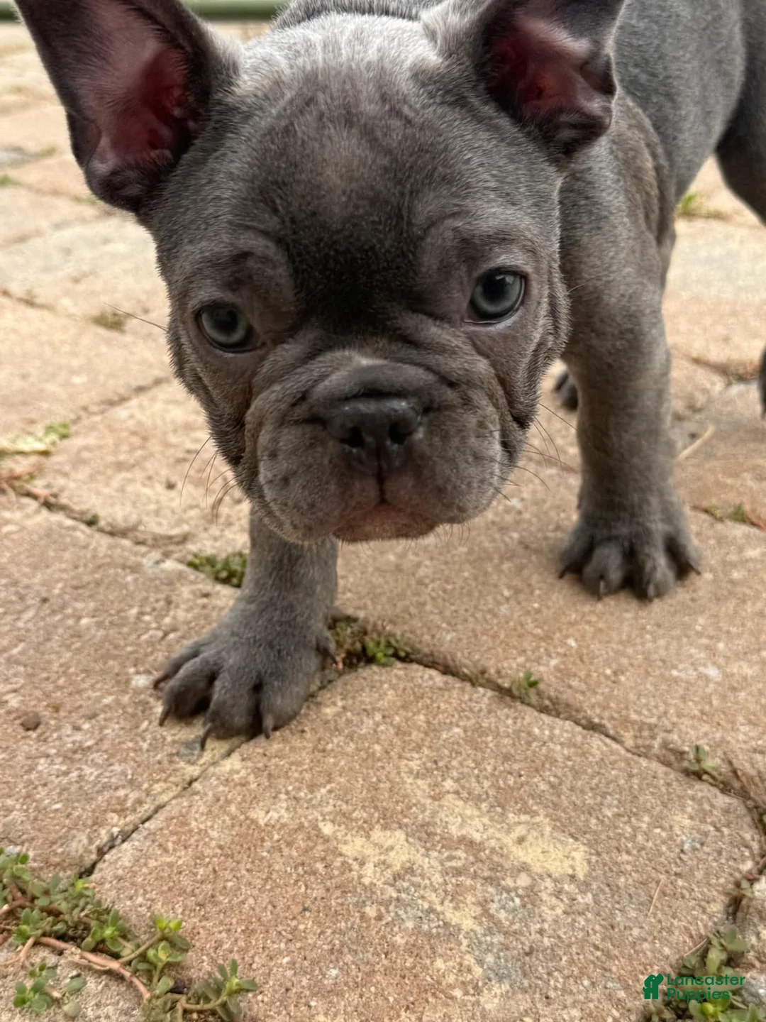 French Bulldog dogs for sale: French Bulldog Male - Snickers - Ad 2
