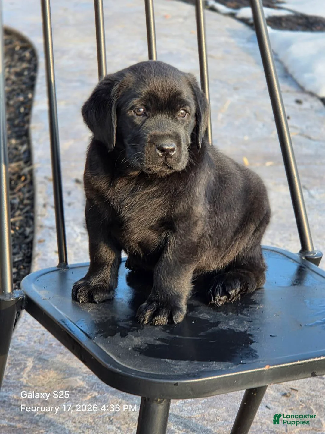 Labrador Retriever dogs for sale: Buster  - Ad 3