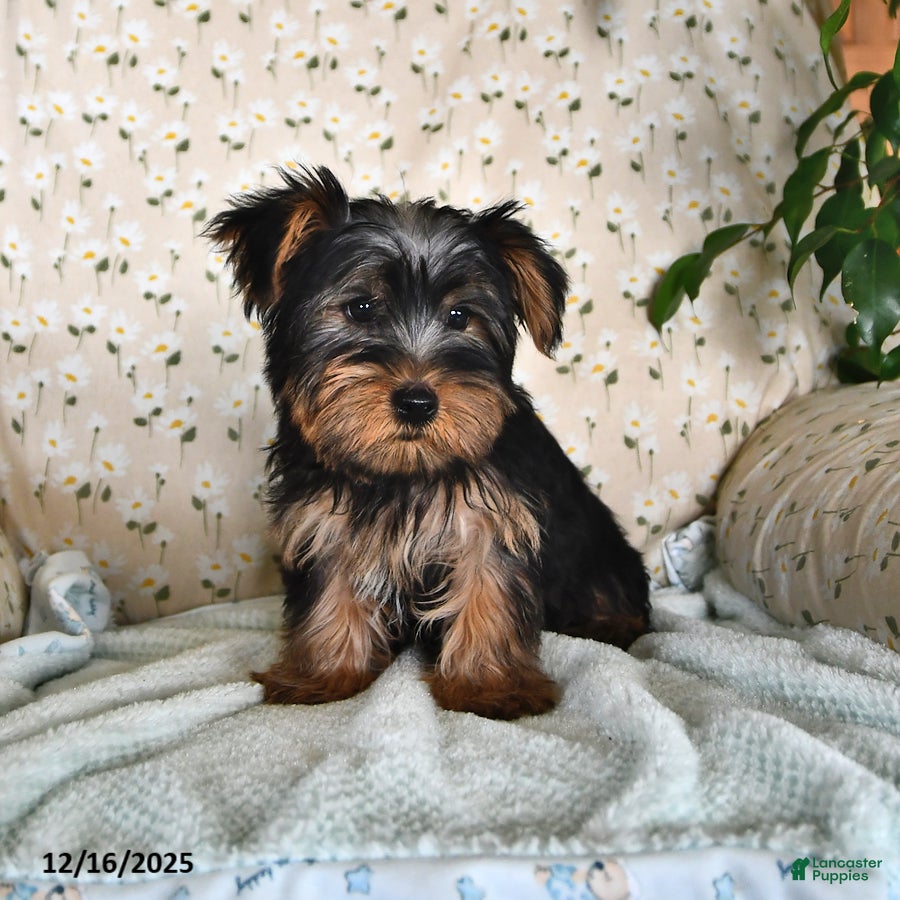 Yorkshire Terrier dogs Patrick - Ad 12