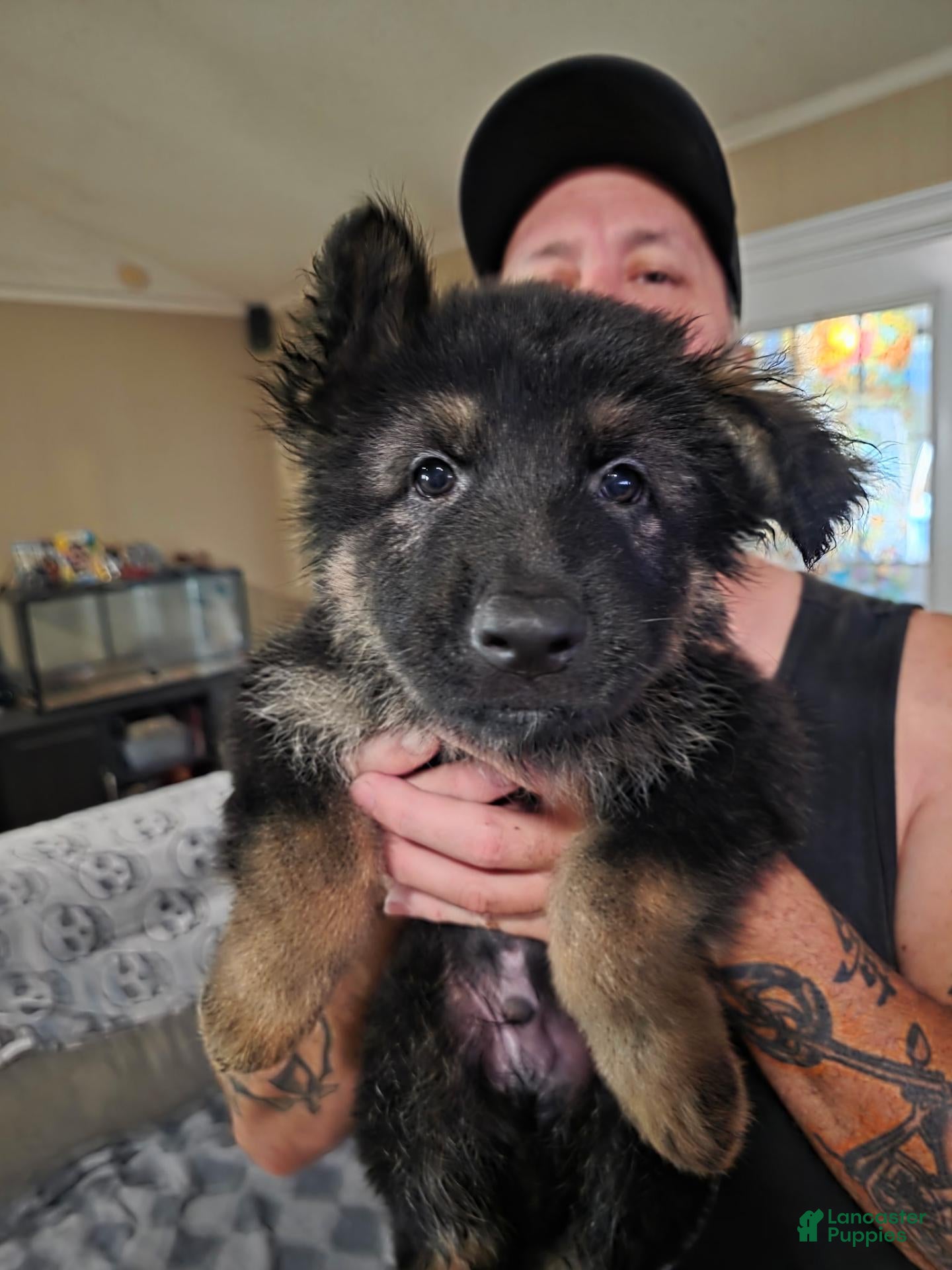German Shepherd dogs German Shepherd 2 - Ad 1