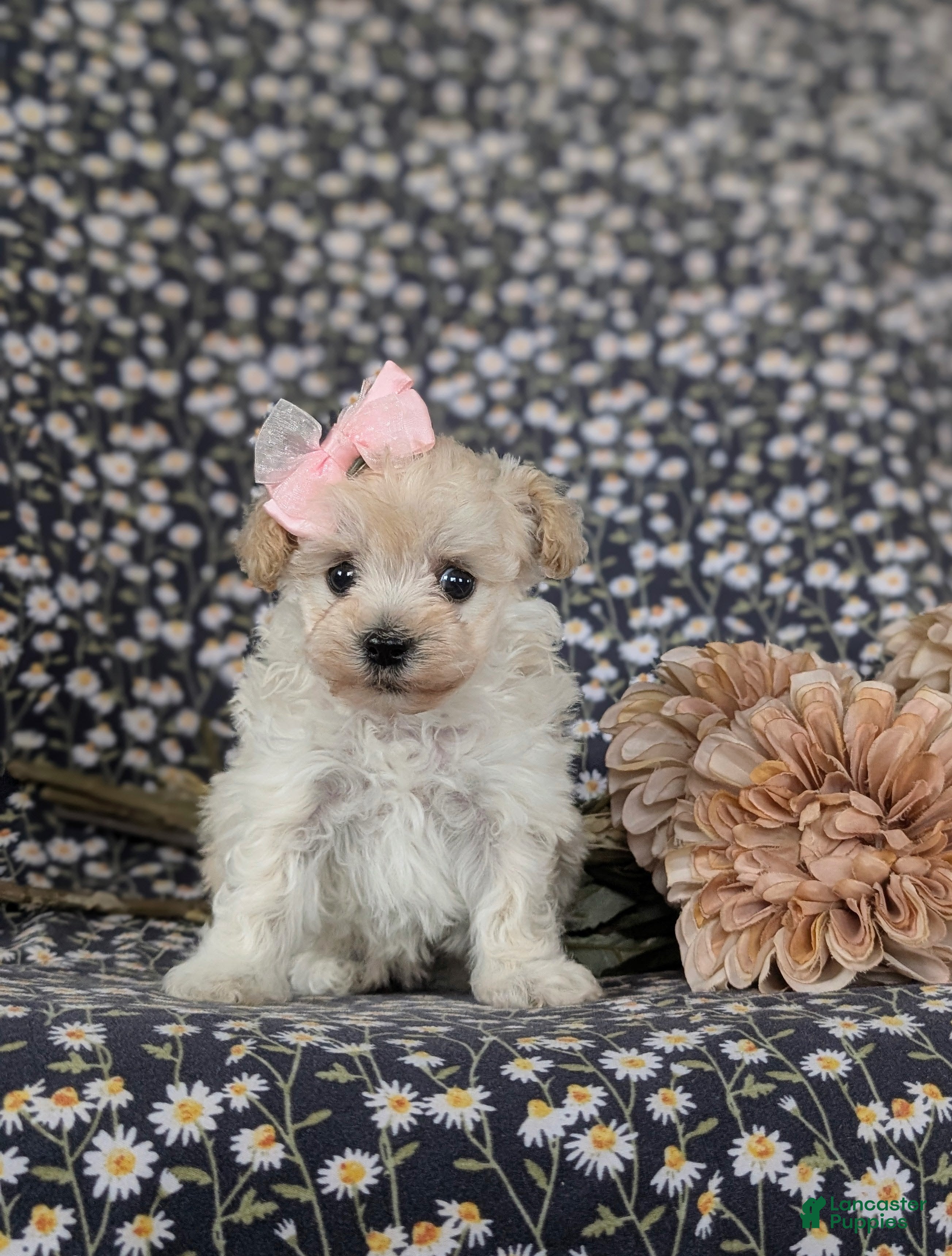 Maltipoo dogs Izzie 7 lbs Full Grown - Ad 2