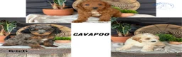 Cavapoo dogs for sale: Macy - Ad 8