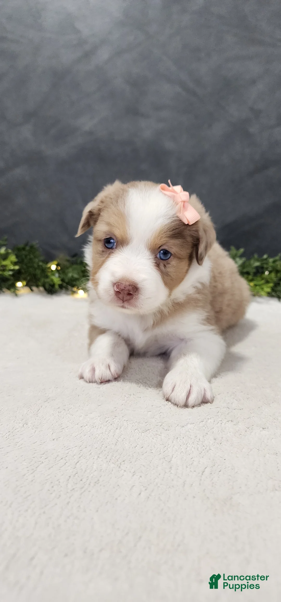 Miniature Australian Shepherd dogs for sale: Grace - Ad 5