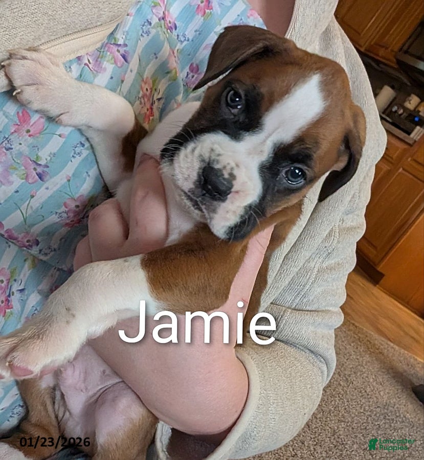 Boxer dogs Jamie - Ad 14