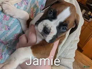 Boxer dogs Jamie - Ad 17
