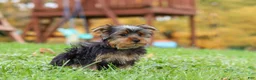 Yorkshire Terrier dogs for sale: Jasper - Ad 4