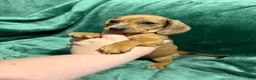 Miniature Dachshund dogs for sale: Jade - Ad 4