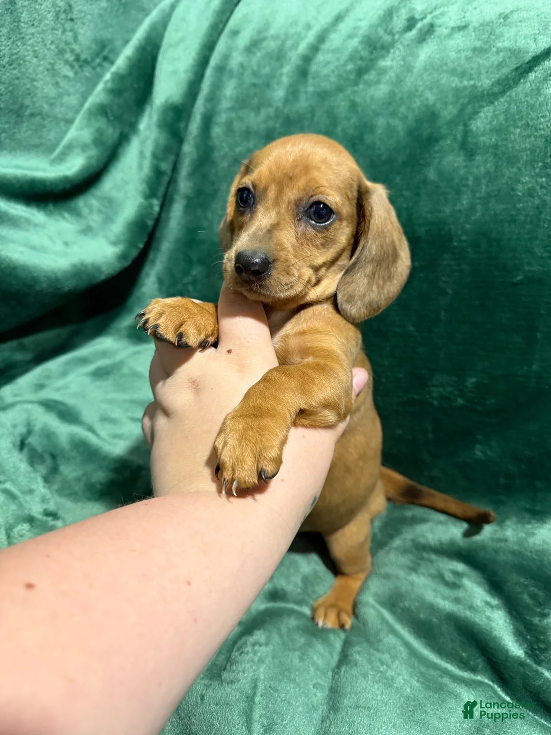 Miniature Dachshund dogs for sale: Jade - Ad 4