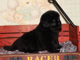 Newfoundland dogs Bear - Ad 29