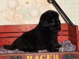 Newfoundland dogs Bear - Ad 25