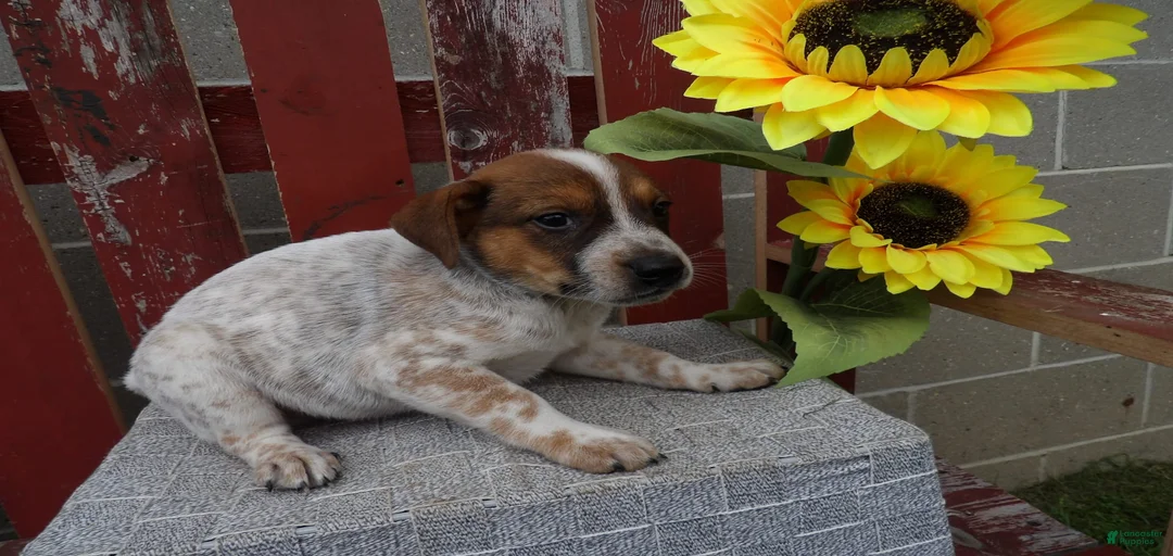 Gallery Image {{count}}