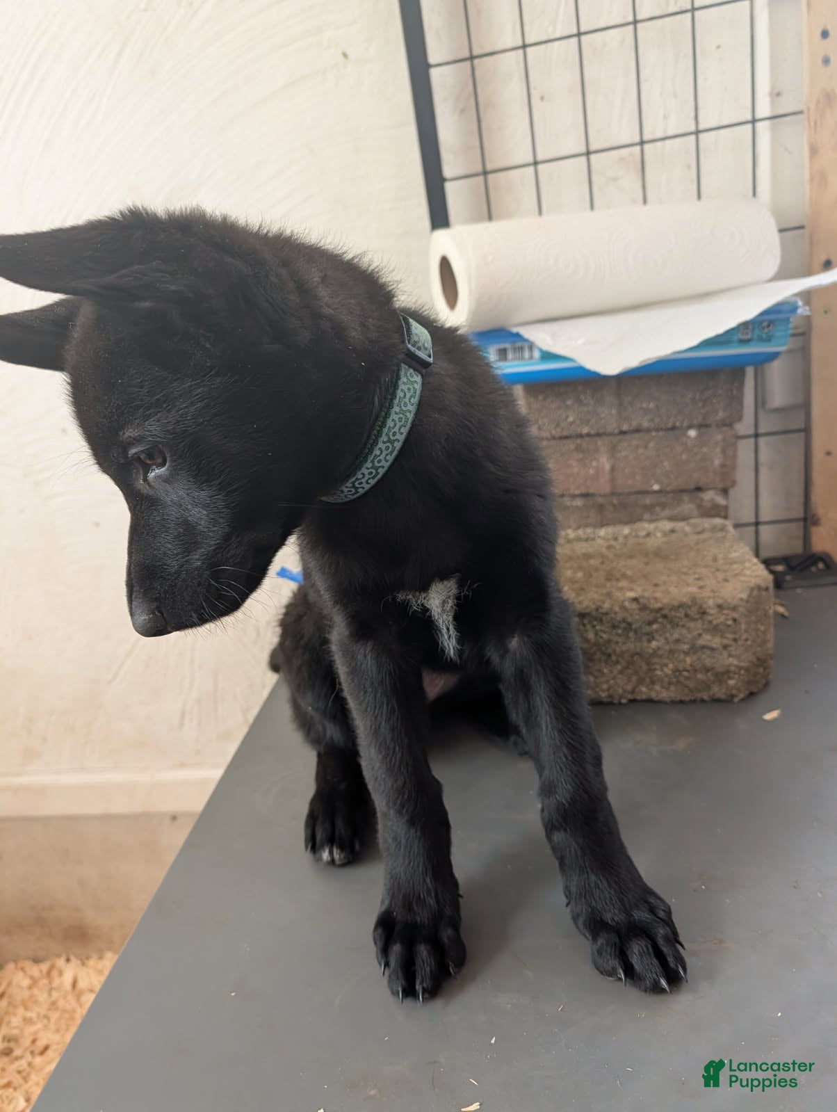 German Shepherd dogs for sale: Evannah - Ad 3