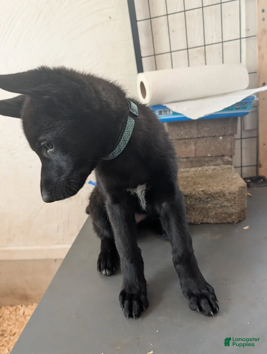 German Shepherd dogs for sale: Evannah - Ad 1