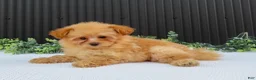 Pomeranian dogs for sale: Rusty 🐾 - Ad 7