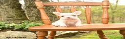 French Bulldog dogs for sale: Dylan - Ad 5