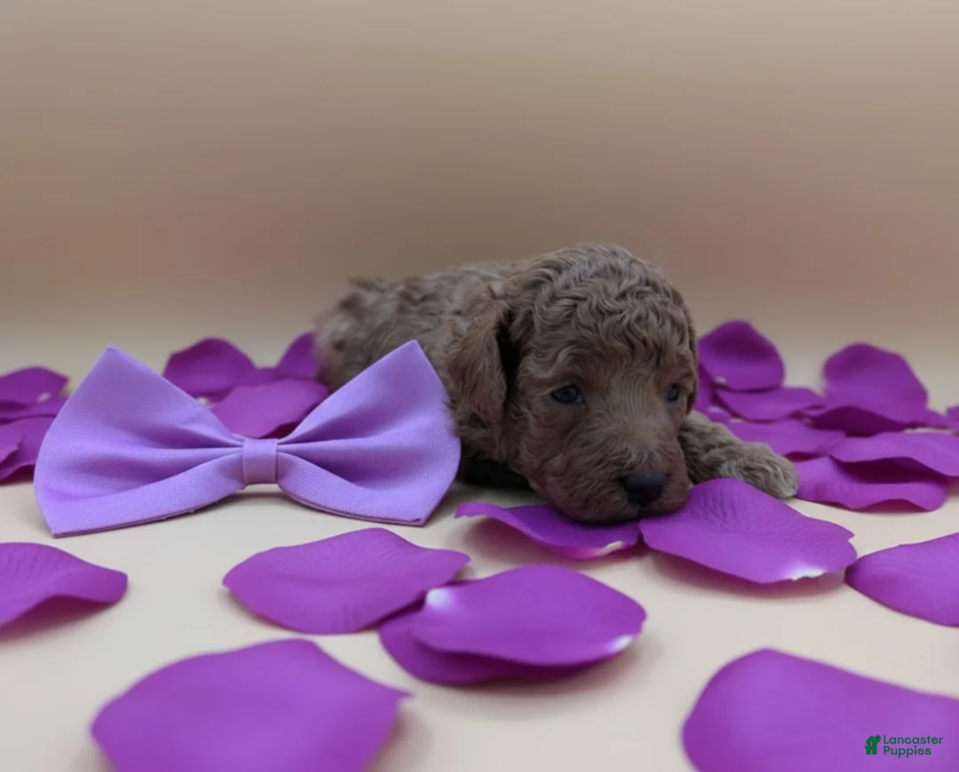 Toy Poodle dogs for sale: Cinnamon 💜 - Ad 19