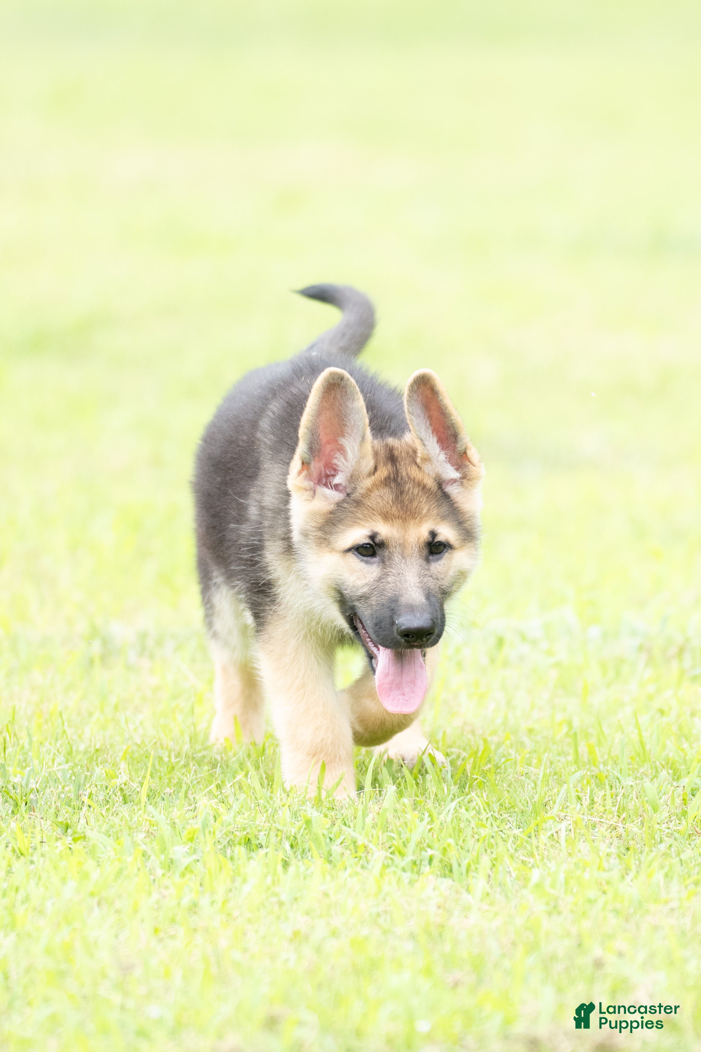 German Shepherd dogs German Shepherd Puppy 1 - Ad 1