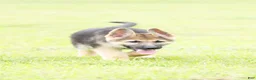 German Shepherd dogs for sale: German Shepherd Puppy 1 - Ad 1